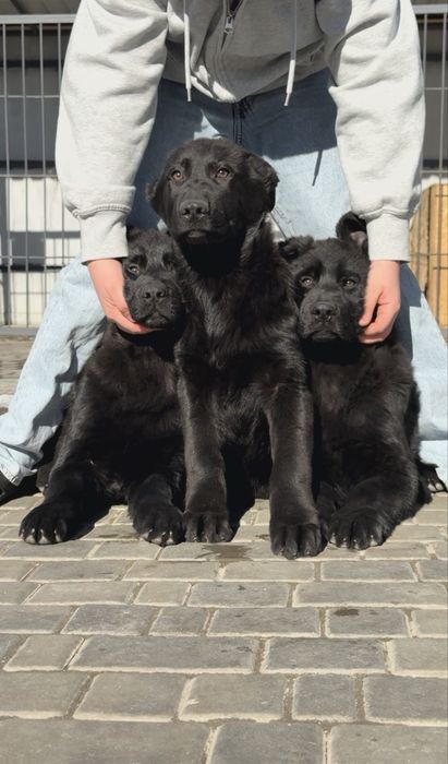 Щенки Немецкой овчарки