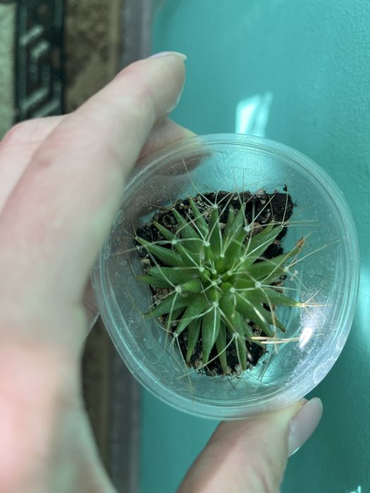 Кактуси маленькі й великі