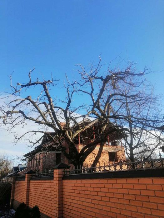 Обрезка сада / Обрізка саду / Обрезка деревьев / Обрізка фруктових