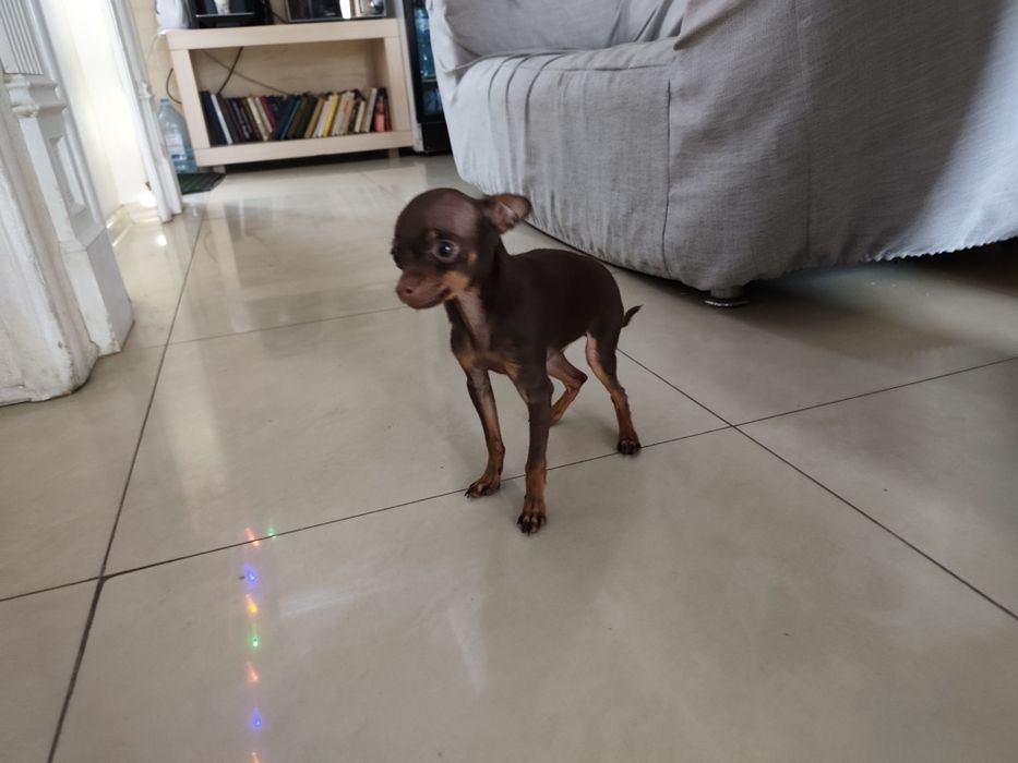 Щенок той-терьера (миник)