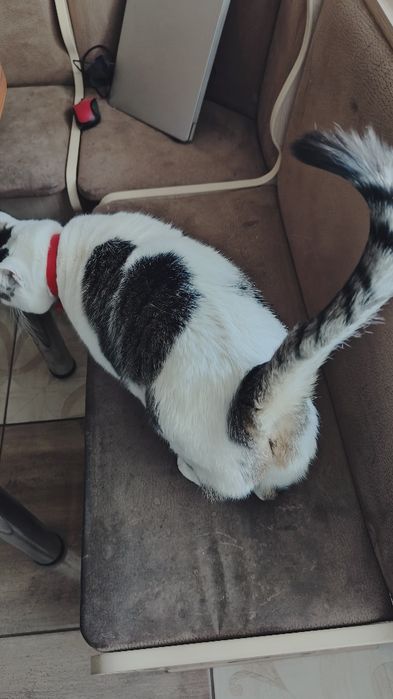 Шукаємо люблячі руки для кішки!