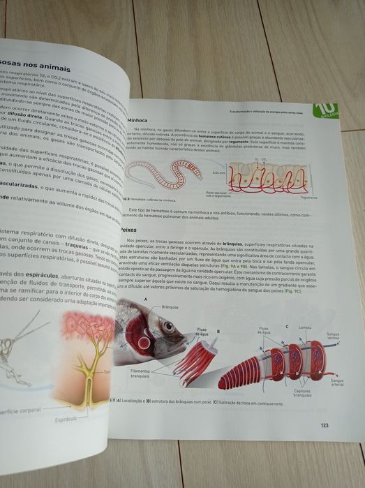 Manual preparação exame nacional Biologia e Geologia 11* ano