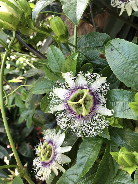 Plantas aromaticas e medicinais