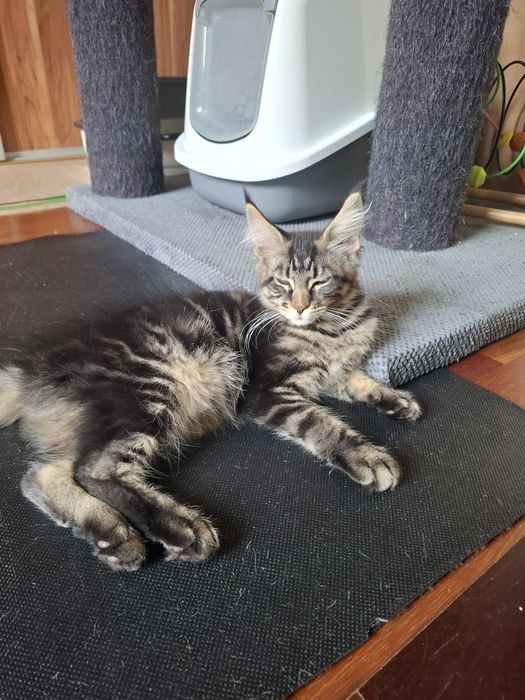 Sprzedam wyjątkowo piękną koteczke Maine Coon