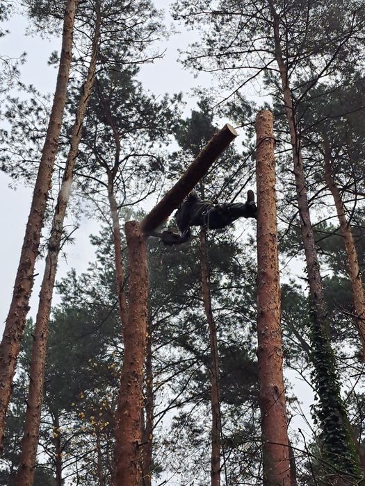 Mielenie gałęzi wycinka podnośnik koszowy