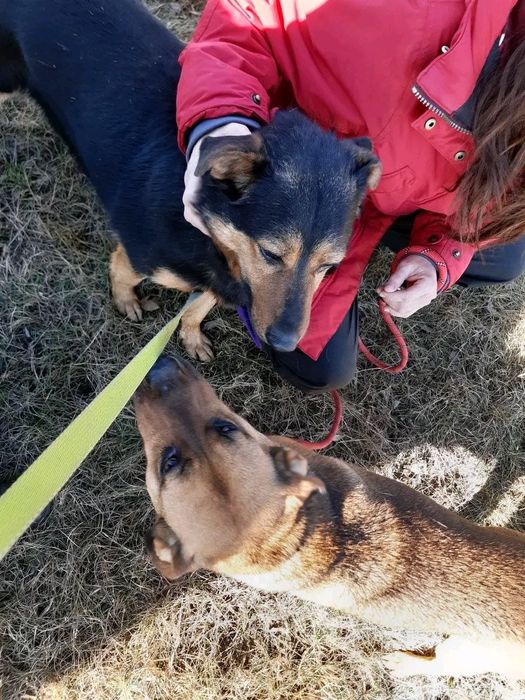 Piesek Prezes - ufny, łagodny SZUKA DOMU Pies adopcja