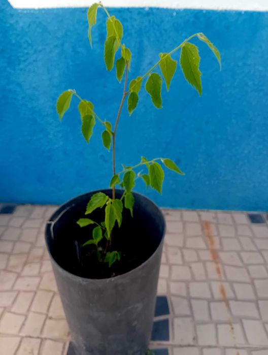 Arvore Lódão bastardo celtis Australis