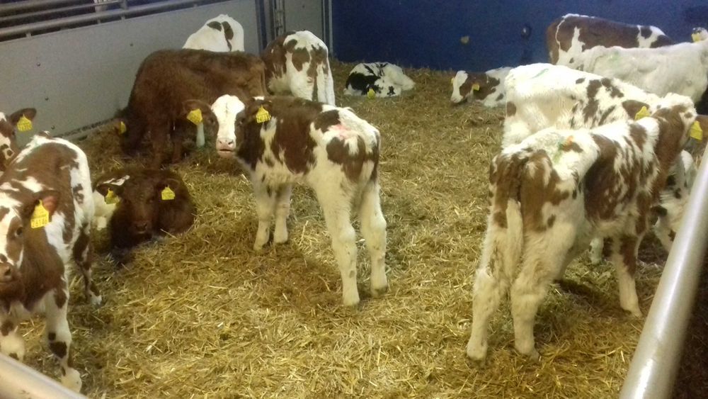 Cielaki Byczki, Jałówki Mięsne, Cielęta dowóz