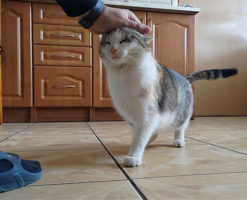 Adopcja kotków! PILNIE