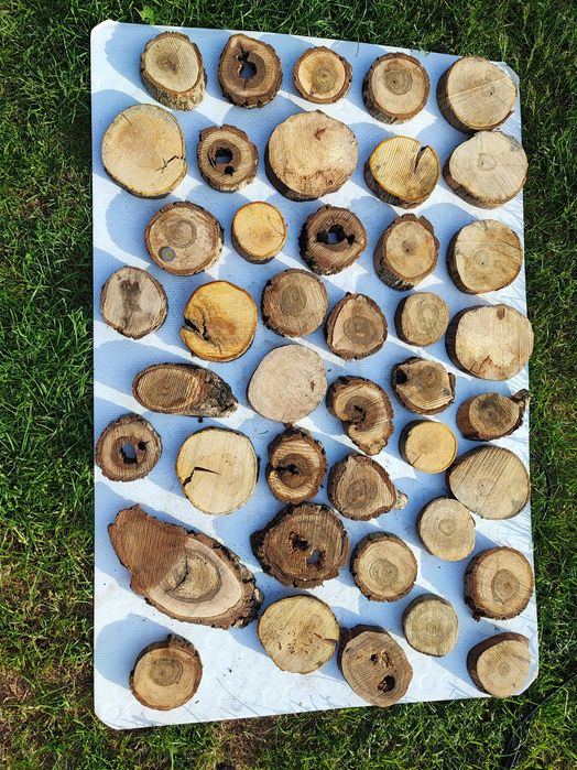 Plasterki orzech włoski, jabłoń, śliwa