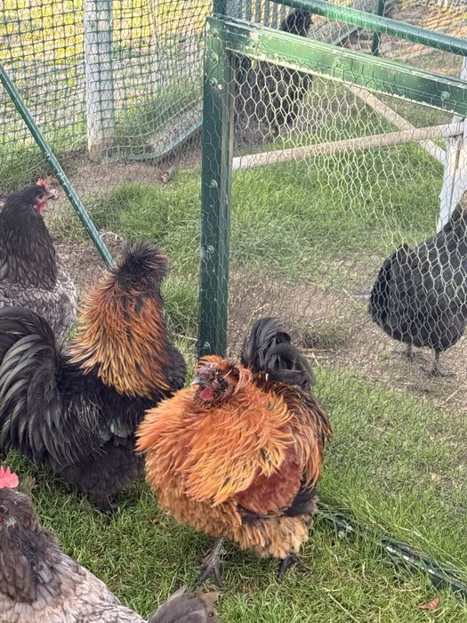 Koguty australorp x silka