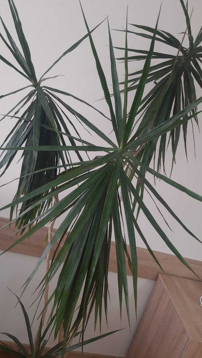 Драцена Маргіната