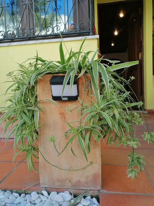 Planta aranha (clorofito)