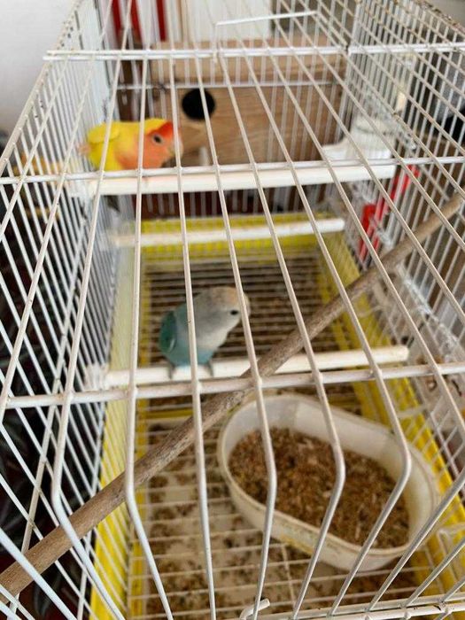 Vendo Casal de Agapornis