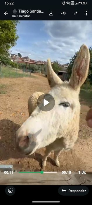Vende-se burro inteiro novo