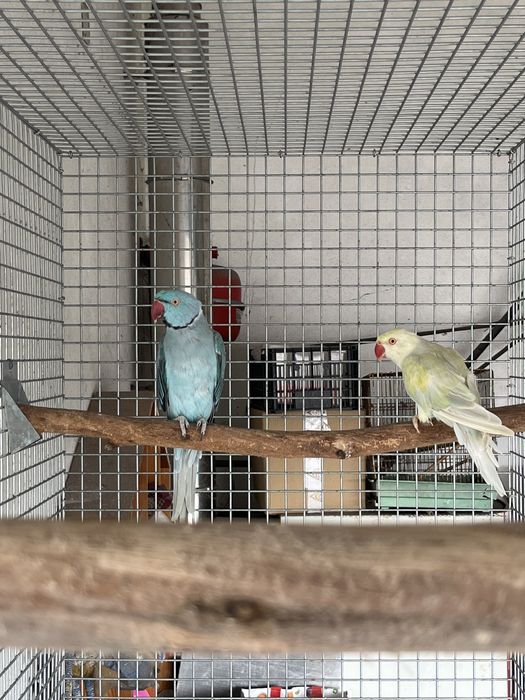 Casais reprodutores de ring neck