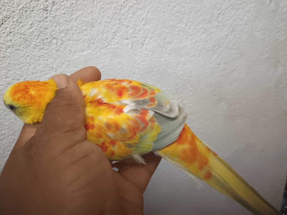 Vendo red ramp macho 2024