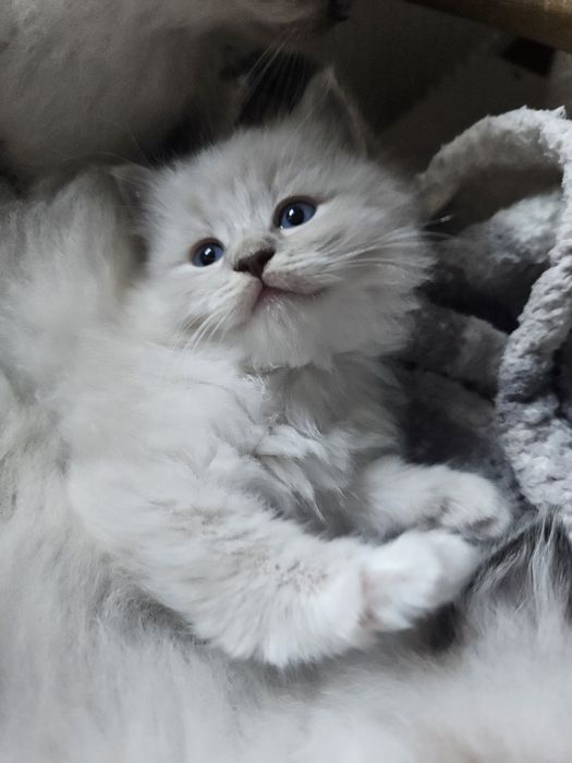 Cudne  Kotki  Ragdoll