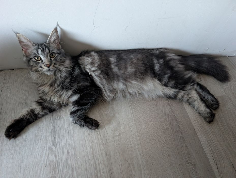 Maine coon kotki