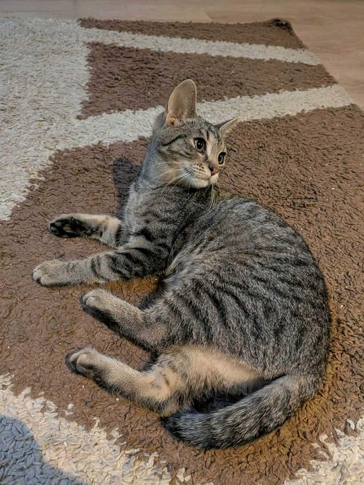 Bura mistrzyni polowania na wędki: Chmurka melduje gotowość do adopcji!
