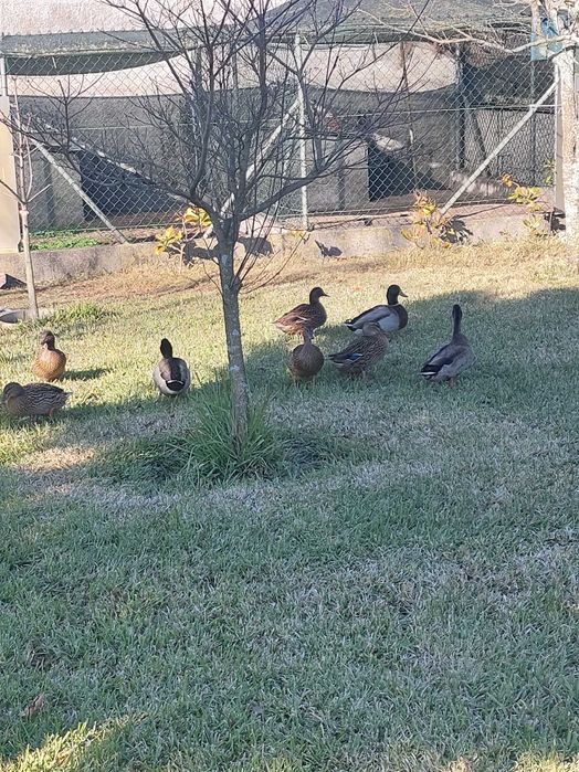 Vendo patos, unidade, casais ou trio