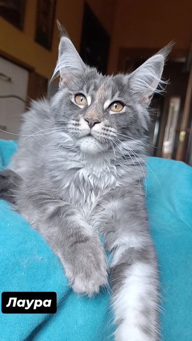Котята породы Мейн Кун