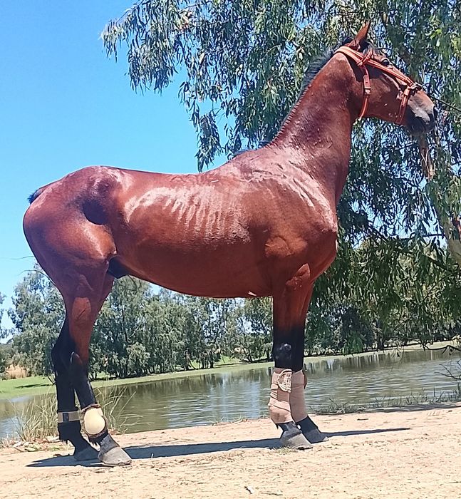 Cavalo castrado.
