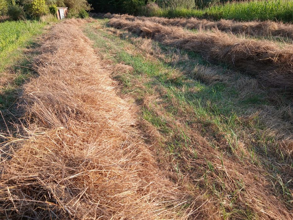 Fardos pequenos fes azevém