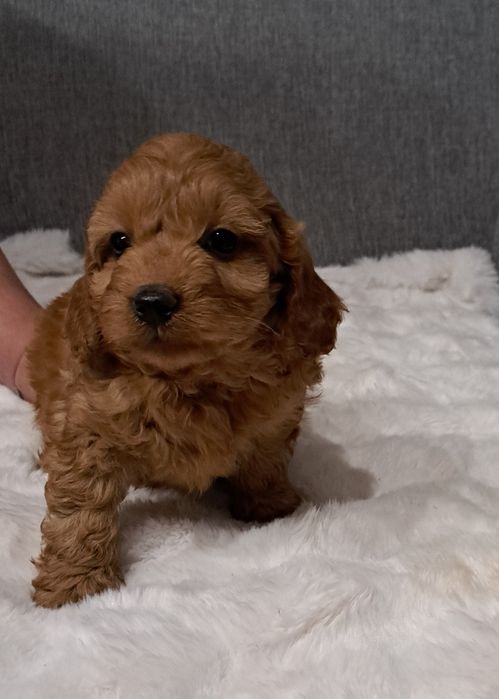 Cavapoo samiec f1b