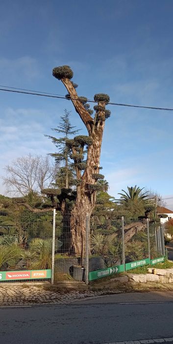 Oliveira 11mts Altura