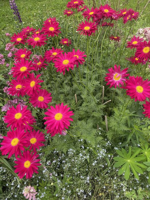 Złocień właściwy,byliny wieloletnie