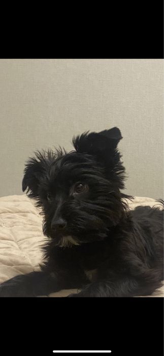 ВЯЗКА: мальчик «Чёрный йорк Бивер