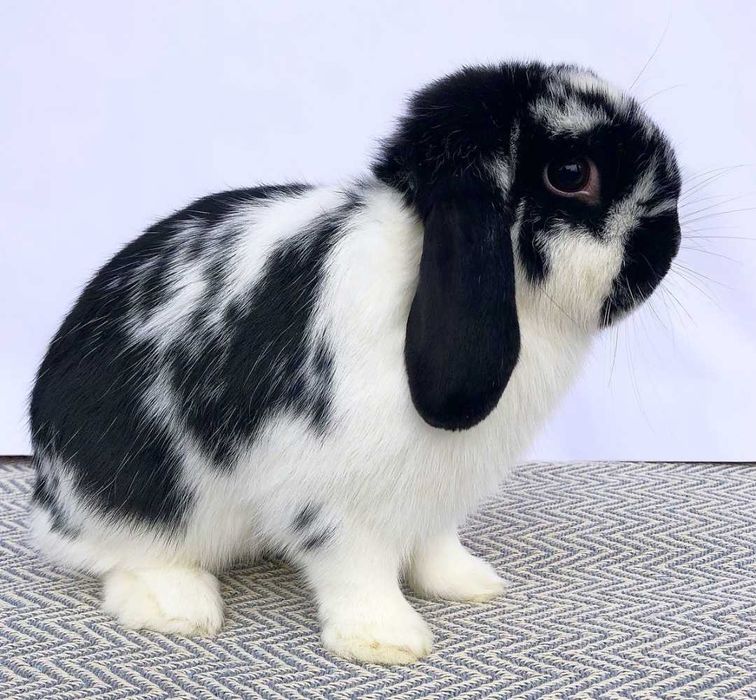 KIT Coelhos anões belier, orelhudos lindíssimos e muito dóceis