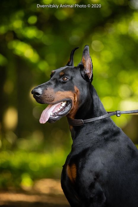 Кобель-чемпион добермана для вязки