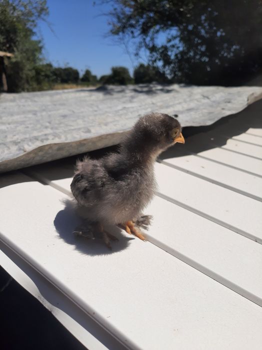 Pintos pekins 2 semana