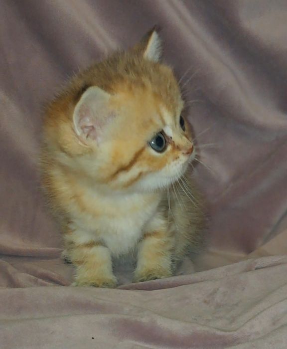 Золотий шотландський котик