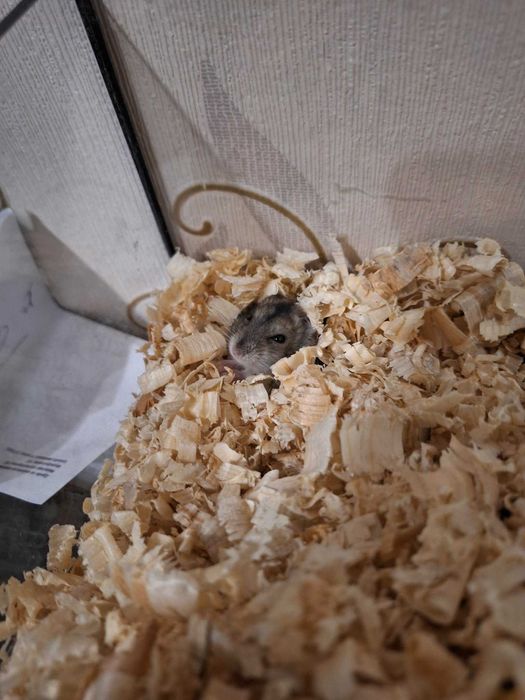 Młode chomiki hybrydy do adopcji