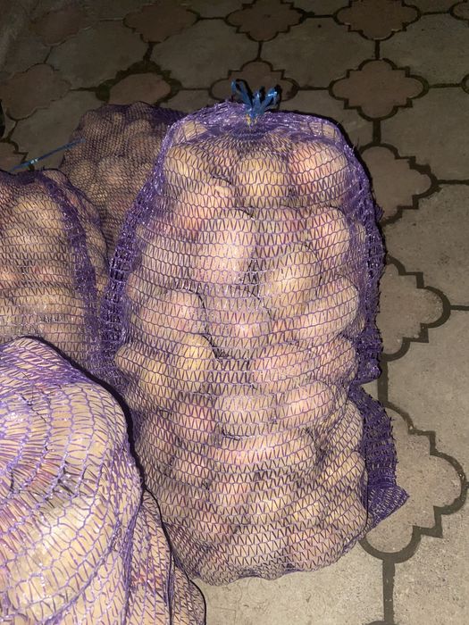 Картопля велика,насінна,дрібна