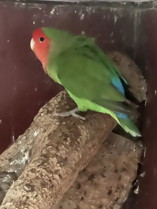 Agaponis roseicollis