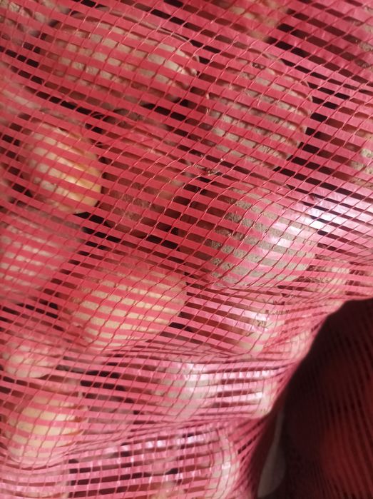 Ziemniaki jadalne VEGA