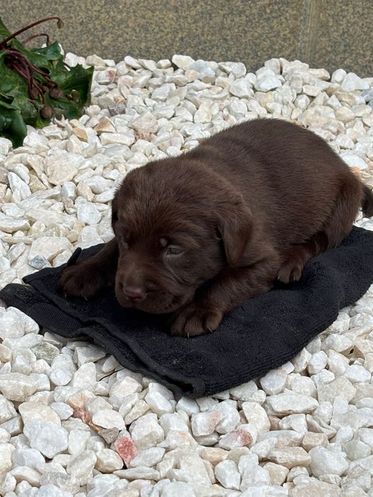 Labrador retriever