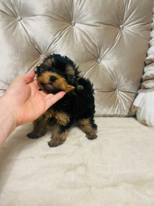 York Romek z Bajki. Cudny czarno-złoty z prawdziwym rodowodem.