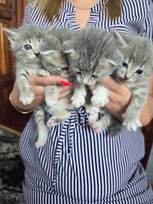 Продам котиків шотланська висловушка сіра