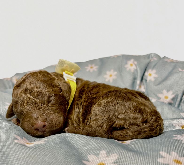 Suczka Lagotto Romagnolo ZKwP( FCI)
