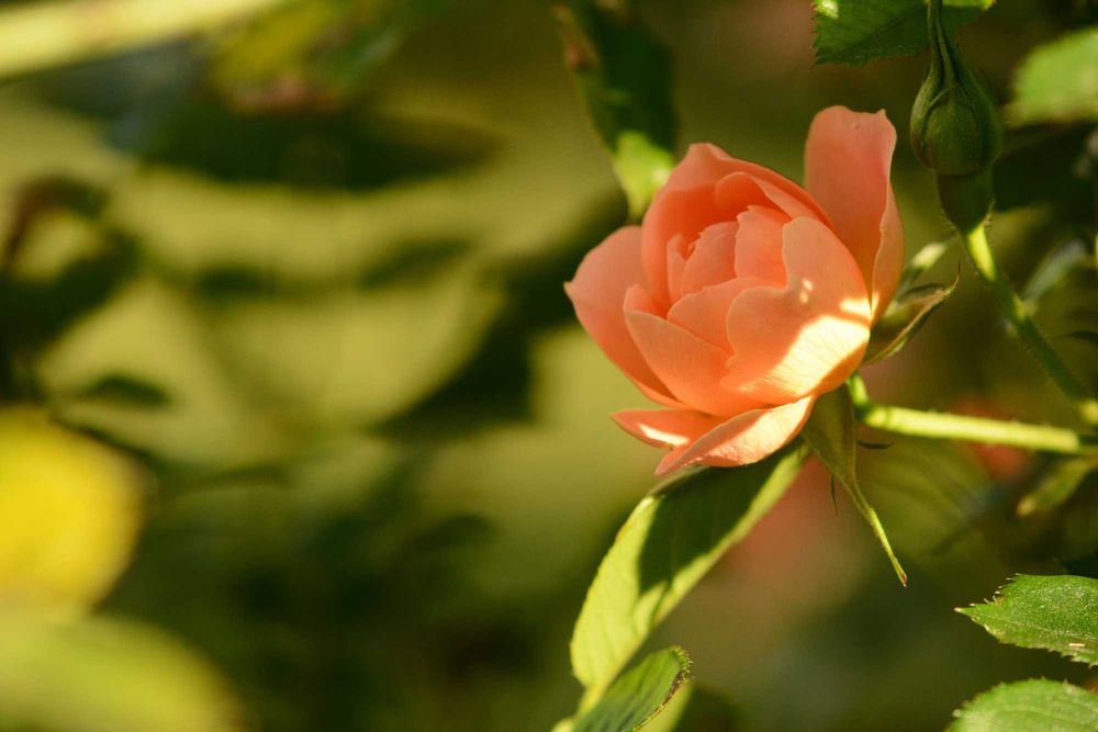 Nikon Series E 75-150 1:3.5