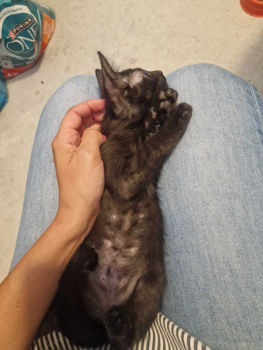 Gata bebé preta para adoção consciente