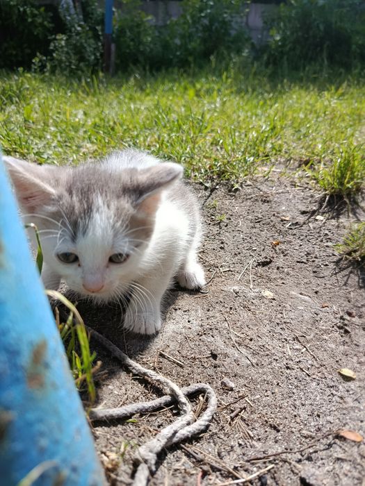 Віддам котиків в гарні руки БЕЗКОШТОВНО