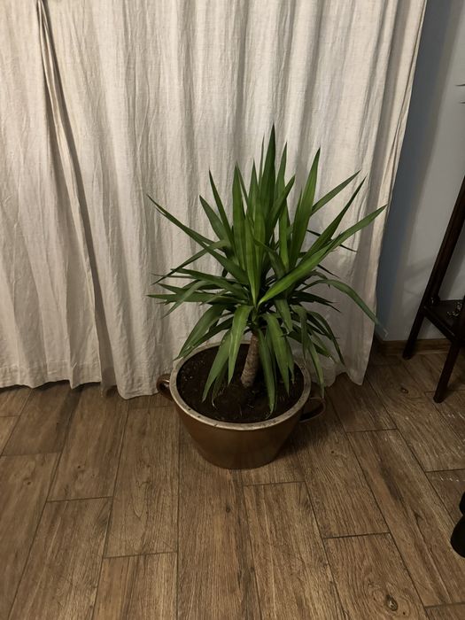 Kwiat Juka 4 letnia 85 centymetrów