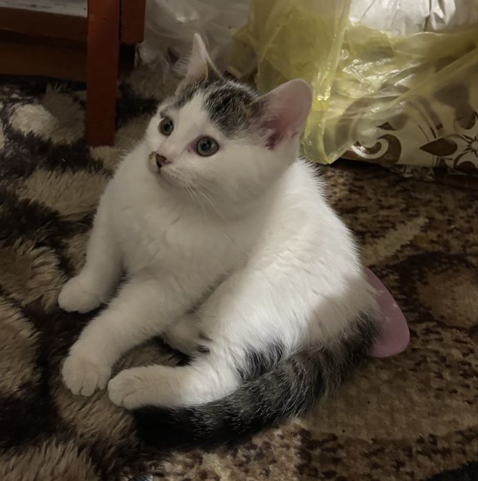 Милі кошенята потребують дому