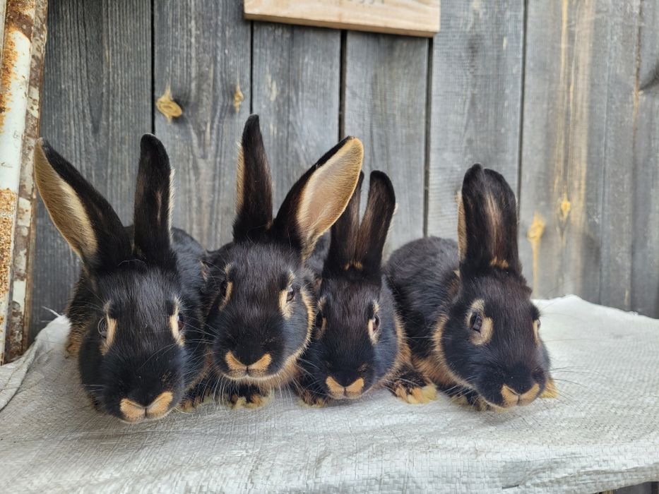 Sprzedam króliki podpalane czarne. ( różne mioty )